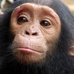 Chimpance-Camerun-Proyecto-Simio-PGS_EDIIMA20140613_0503_5