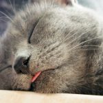 cat_grey_tongue_pink_sleep_cute_dream_whiskers-1121428